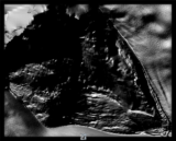 Fragment image 19 (Alternate).