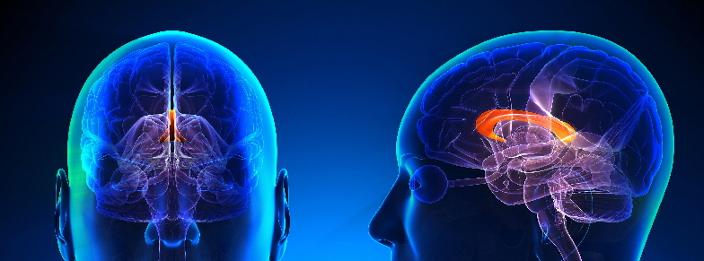 Anatomical diagram of the brain's corpus callosum.